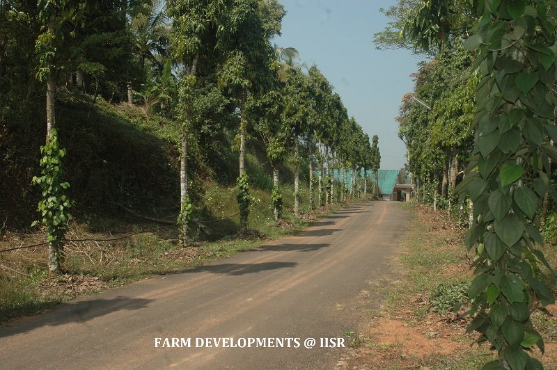 Besides the road (1).jpg